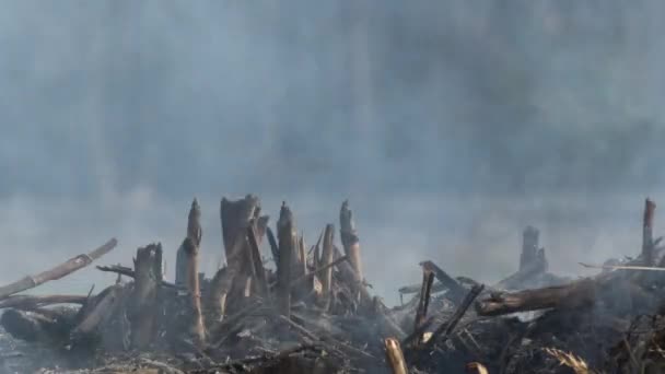 Fumée Entre Les Buissons Secs Brûlant — Video