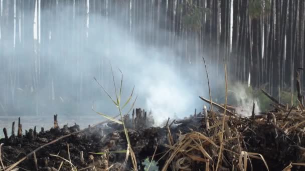 Trockenes Gebüsch Brennt Feuer — Stockvideo