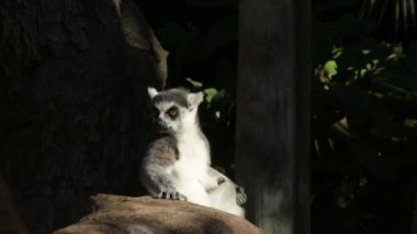 Halka kuyruklu lemur hayvanat bahçesi parkında güneşleniyor.