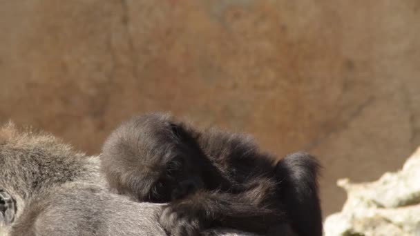 Goril Bebek Goril Annenin Arkasında — Stok video
