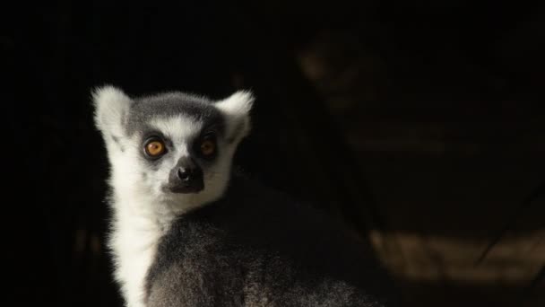 Ringtail Lemur Lemur Catta — Stock Video