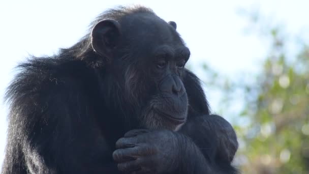 Chimpanzé Comum Pan Troglodytes — Vídeo de Stock