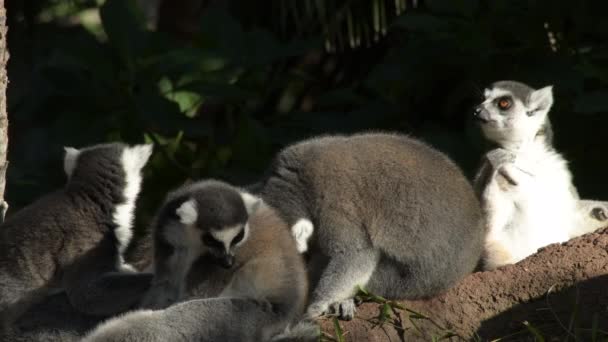 Οικογένεια Ringtail Lemur Group Lemur Catta — Αρχείο Βίντεο