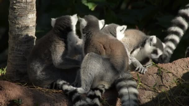 Grupo Lêmure Cauda Anelada Lemur Catta — Vídeo de Stock