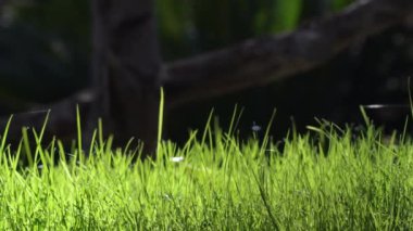 Yeşil çimenler güneşli bir günde hareket ediyor