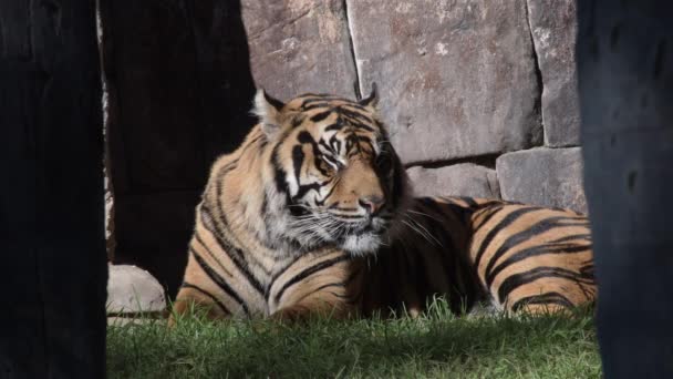 Sumatraanse Tijger Zonnebaden Een Natuurpark Panthera Tigris Sumatrae — Stockvideo