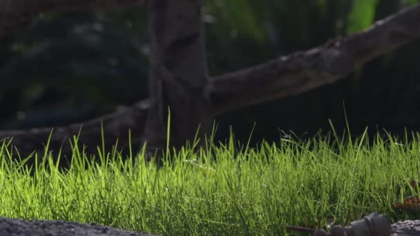 Echt Grünes Gras Einem Sonnigen Tag — Stockvideo