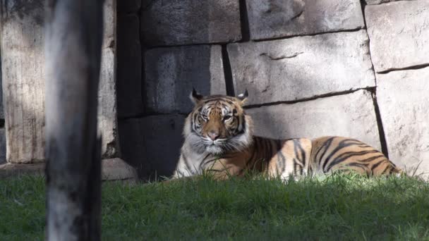 Sumatran Tiger Spoczywa Parku Naturalnym Panthera Tigris Sumatrae — Wideo stockowe