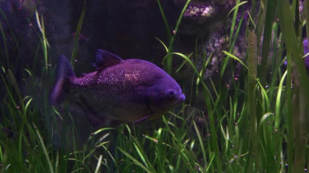 Röd Magad Pirayfisk Akvarium — Stockvideo