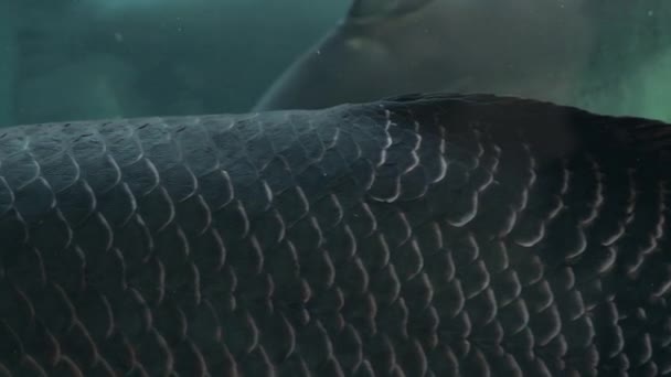 Весы Осетровых Рыб Плавающих Аквариуме — стоковое видео
