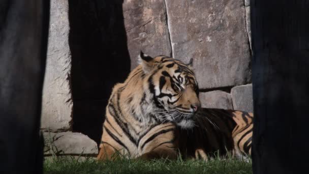 Sumatran Tiger Resting Sunbathing Natural Park — Stock Video