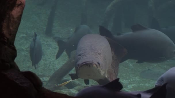 Sturk Andere Vissen Een Aquarium — Stockvideo