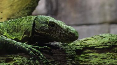 Ağaçtaki Varanus salvadorii kertenkelesi