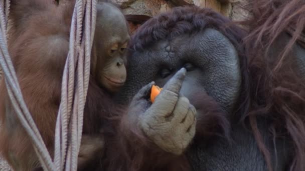 Macaco Orangotango Macho Que Come Fruta Pongo Pygmaeus — Vídeo de Stock