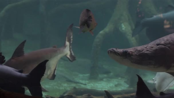 Sturk Een Aquarium — Stockvideo