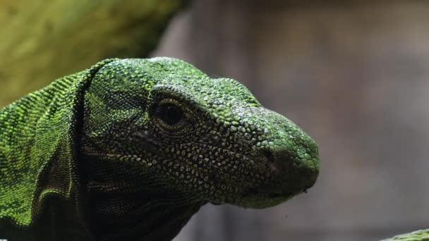 Varanus Salvadorii Kertenkelesi Teraryumda — Stok video