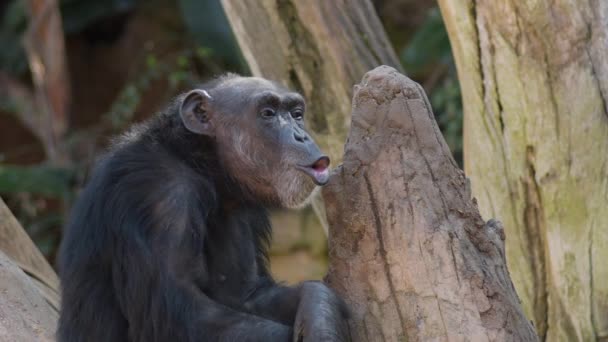 Chimpansee Praat Gebaart Pan Troglodieten — Stockvideo