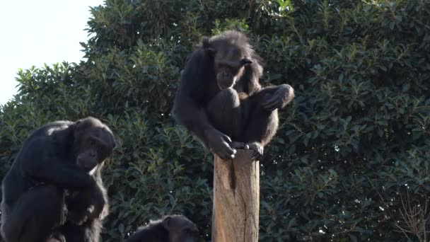 Chimpansee Gebaar Een Boom Een Dierentuin Natuurpark Pan Troglodytes — Stockvideo