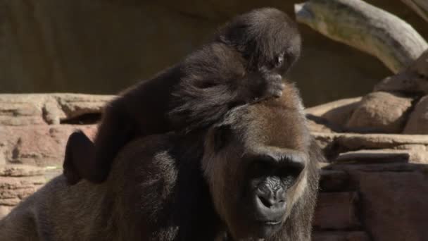 Gorilla Mom Gorilla Baby Her Back Zoo — Stock Video