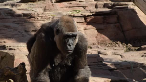 Gorilla Mamma Con Gorilla Bambino Nella Schiena Mangiare Peperone Verde — Video Stock