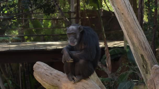 Gewone Chimpansee Gebaren Een Boom Pan Troglodieten — Stockvideo