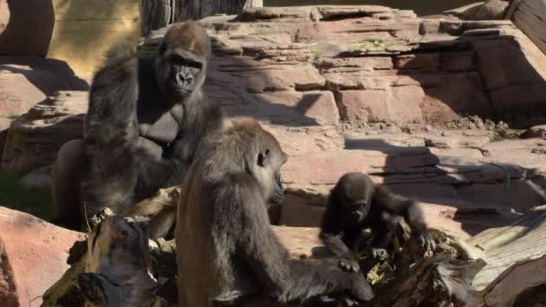 Gorilla Család Egy Természeti Parkban Nyugati Alföldi Gorilla — Stock videók