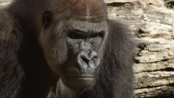Gorila Parque Natural — Vídeo de Stock