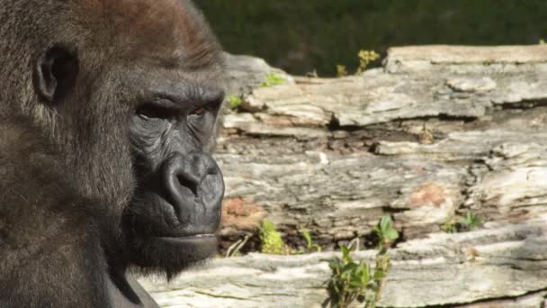 Gorila Parque Natural Dia Ensolarado — Vídeo de Stock