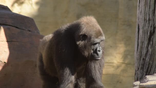Gorila Parque Natural Zoológico Dia Ensolarado — Vídeo de Stock