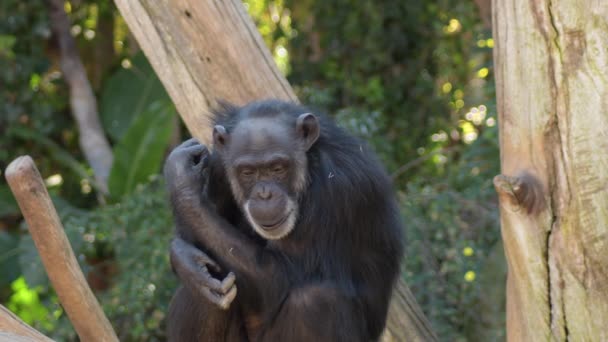 Gewone Chimpansees Kruipen Gebaren Een Boom Pan Troglodieten — Stockvideo