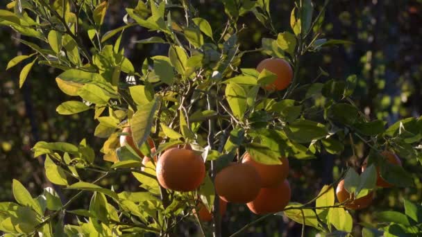 Naranjas Fruta Colgando Naranjo Atardecer — Vídeos de Stock