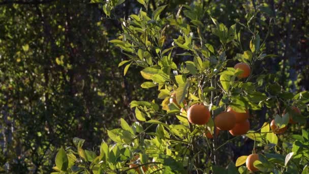 Naranjas Colgando Naranjo Atardecer — Vídeo de stock