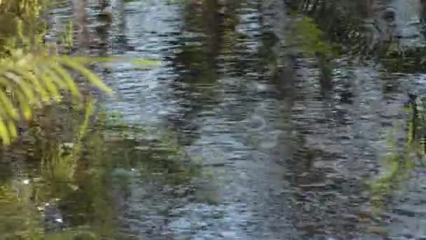 农业沟渠里的过河植物 — 图库视频影像