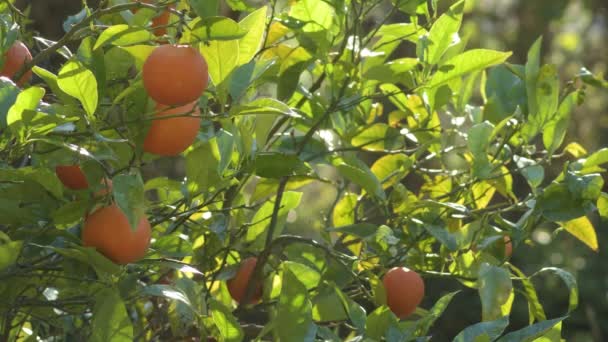 Oranges Sunset Orange Tree — Stock Video