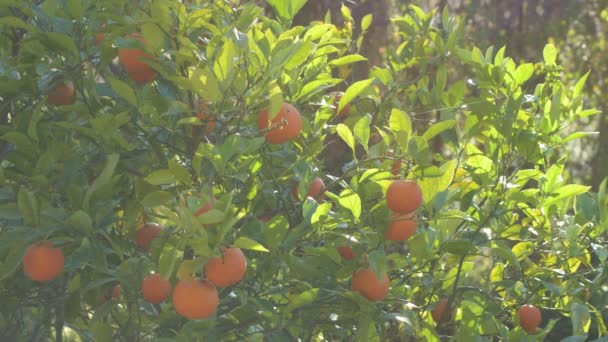 Frische Orangen Bei Sonnenuntergang Einem Orangenbaum — Stockvideo