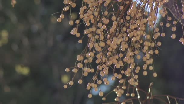 Melia Azedarach Meyveleri Gün Batımında Melia Azedarach Ağacında — Stok video