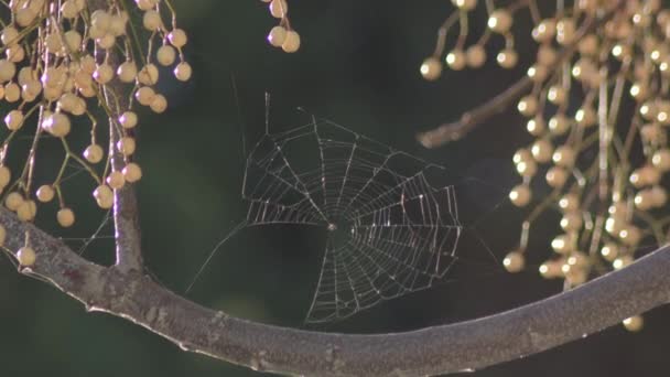 Melia Azedarach Ağacında Örümcek Ağı — Stok video
