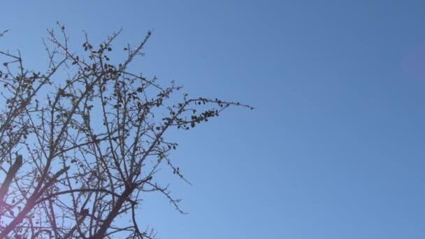 Dry Branches Almond Tree Sunny Day — Stock Video