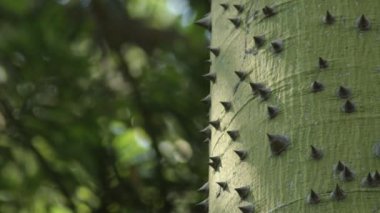 Bir ağacın gövdesindeki dikenler ve dikenler. Ceiba speciosa