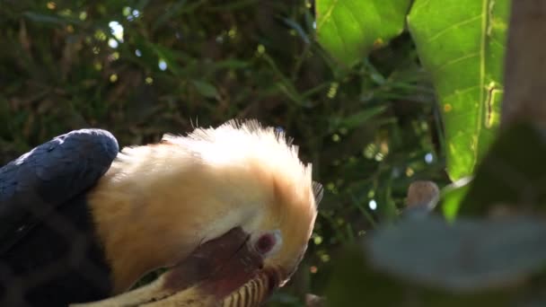 Hornbill Wreathed Parque Zoológico Rhyticeros Undulatus — Vídeo de Stock