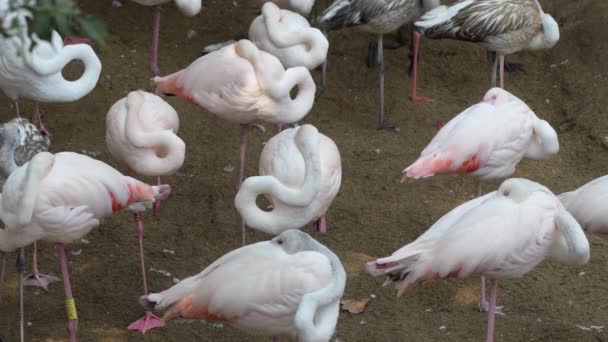 Fenicotteri Rosa Dormi Parco Naturale — Video Stock