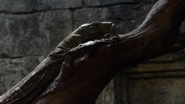 Varanus Salvadorii Lizard Moving Tree Zoo Park — Stock Video