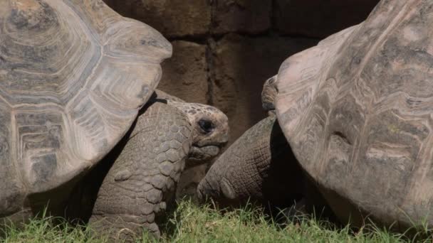 Galapagos Giant Tortoise Turtle Chelonoidis Nigra — Stock Video