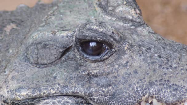 Olho Fechamento Crocodilo Anão Osteolaemus Tetraspis — Vídeo de Stock