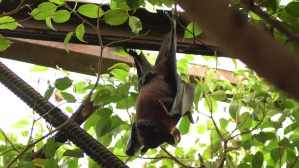Μεγαλύτερη Ινδική Νυχτερίδα Φρούτων Κρέμεται Στην Οροφή Pteropus Giganteus — Αρχείο Βίντεο