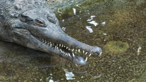 Falscher Gharial Oder Tomistoman Einem Flussufer Naturpark — Stockvideo