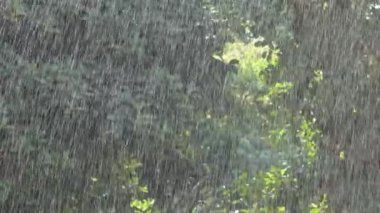 Tropikal bitki örtüsü arasındaki tropik sağanak güneşli bir günde