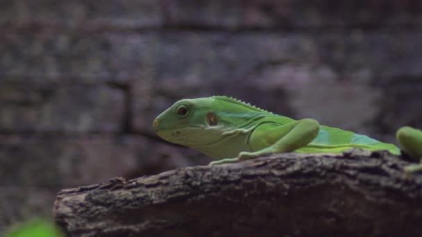 Madagaskar Gecko Phelsuma Madagascariensis — Stok video