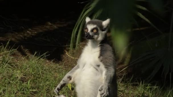 Ringtail Maki Zonnebaden Een Dierentuin Park Lemur Catta — Stockvideo