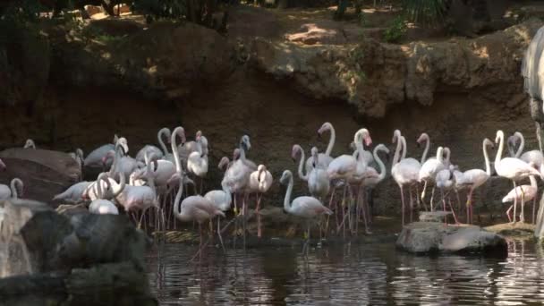 Grote Flamingo Roze Kolonie Een Natuurpark — Stockvideo